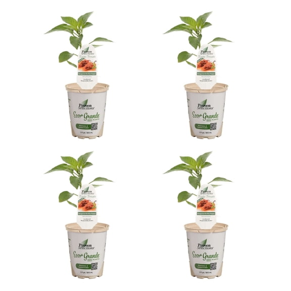 Proven Winners 4" Hungarian Hot Wax Pepper Live Plant in 4.25" Pot (4 Count)