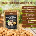 thumbnail image 2 of Oven Dry Roasted Macadamia Nuts with Sea Salt-10 oz | Fancy Whole | No Oil | No PPO | Made from 100% Natural Macadamia Nuts, 2 of 4