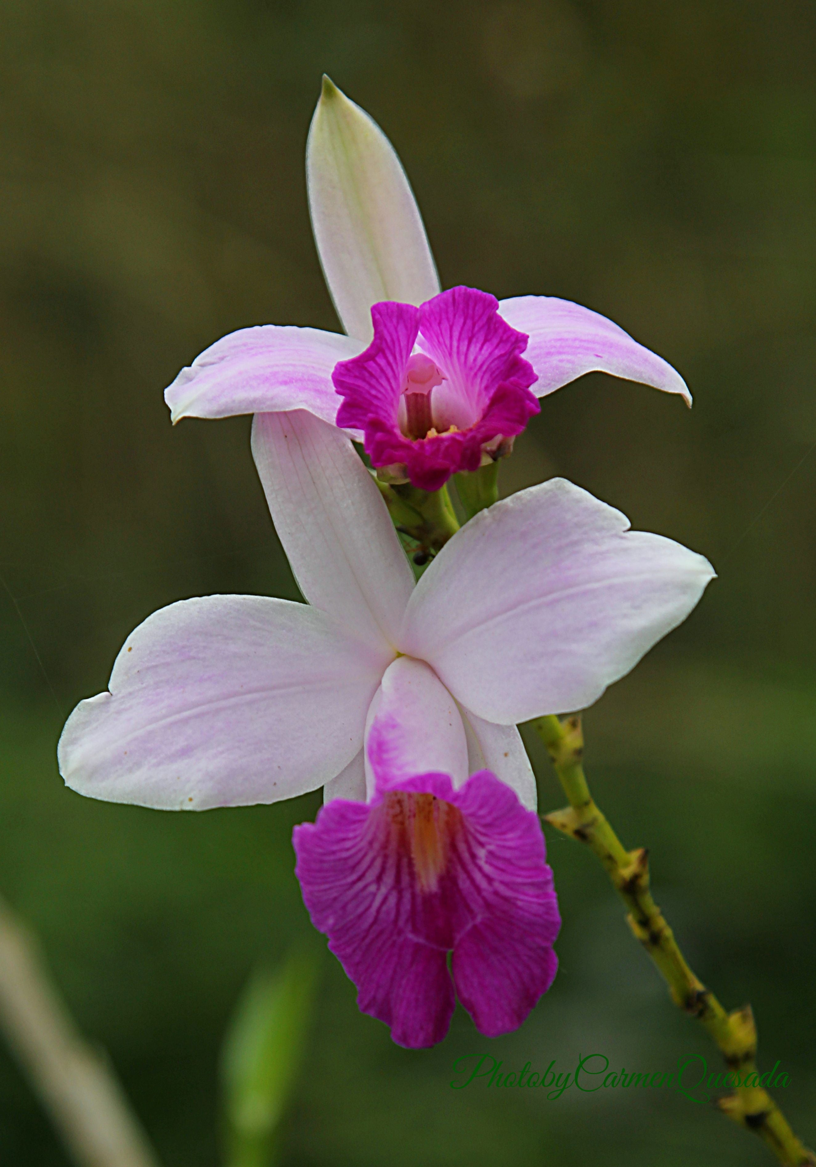 Live Purple Bamboo Orchid Plant Root 1 Pk 2 Roots per Pk Partial Sun