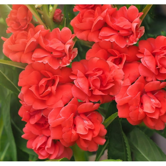 100 Mixed Dwarf TOM THUMB IMPATIENS Balsamina - Sun or Shade - Double Purple, Red, White, Pink, & Orange Flower Seeds