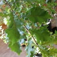 3 gal Swamp Chestnut Live Oak Tree with Full Sunlight