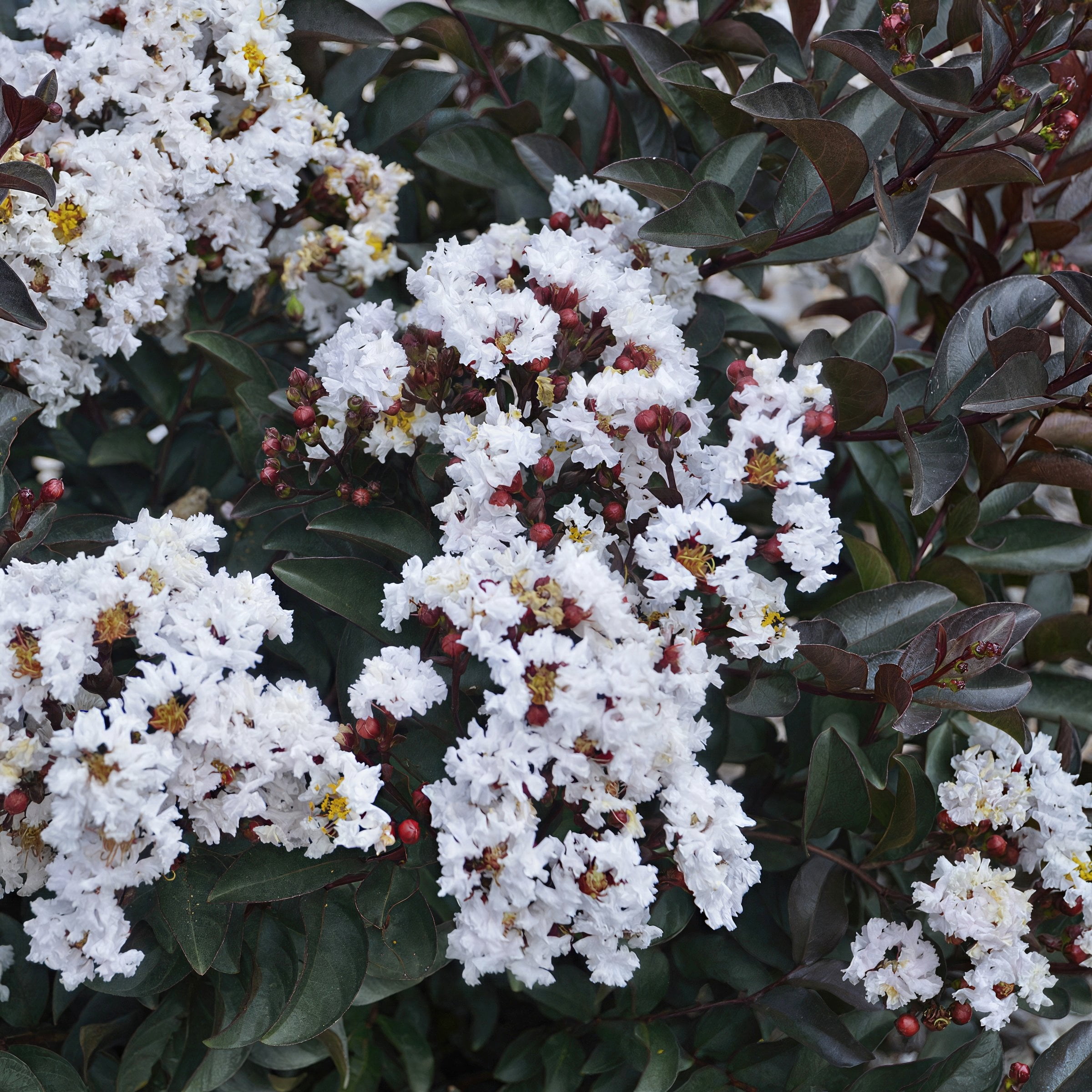 3 gal. Crape Myrtle Thunderstruck White Lightning Tree