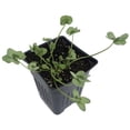 thumbnail image 3 of Green Glow Shamrock 4 Leaf Clover -Trifolium - Indoors or Out - 4" Pot, 3 of 3