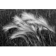 thumbnail image 2 of Jones, Adam 24x17 Black Ornate Wood Framed with Double Matting Museum Art Print Titled - Foxtail grasses-Mono Lake-Tufa State Natural Reserve-California, 2 of 4
