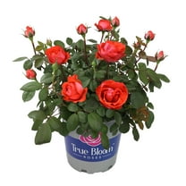 True Bloom 'True Passion' PP28929 Orange Rose Bush, 8Qt. Pot, Live Roses, Full Sun, Live Plant