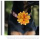 thumbnail image 3 of unbranded 20Ud Collar Floral Para Mascotas Pequeñas Ideal Para Fiestas Y, 3 of 6