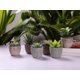 thumbnail image 5 of 6pcs Artificial Plants Home And Office Decoration Desktop Bonsai G, 5 of 5