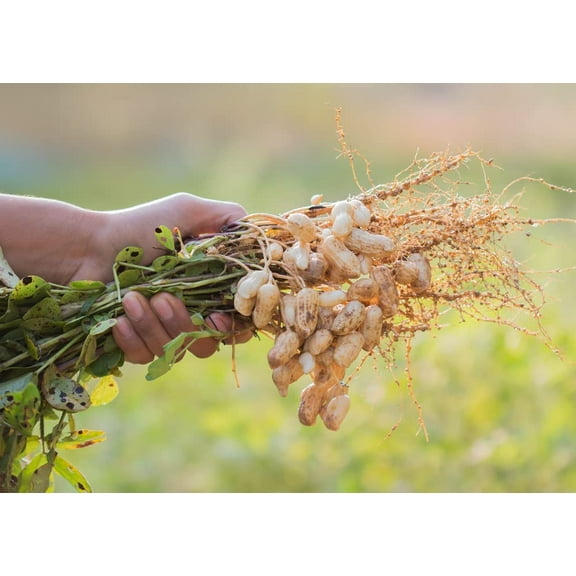 10 Peanut Seeds in The Shell for Planting - Grow Your Own Peanuts - Outdoor Home Gardens | Planting Instructions Included