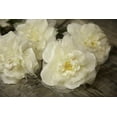 thumbnail image 3 of Floral Roses Silk & Organza Single Bloom on Stem 14 inch Ivory 24 Pc, 3 of 3