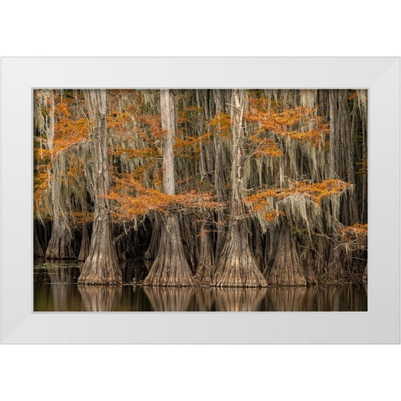 Jones, Adam 14x11 White Modern Wood Framed Museum Art Print Titled - Bald Cypress tree draped in Spanish moss with fall colors Caddo Lake State Park-Uncertain-Texas