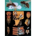 thumbnail image 2 of Vintage Apple Collection 14x18 White Modern Wood Framed Museum Art Print Titled - Bee, 2 of 4
