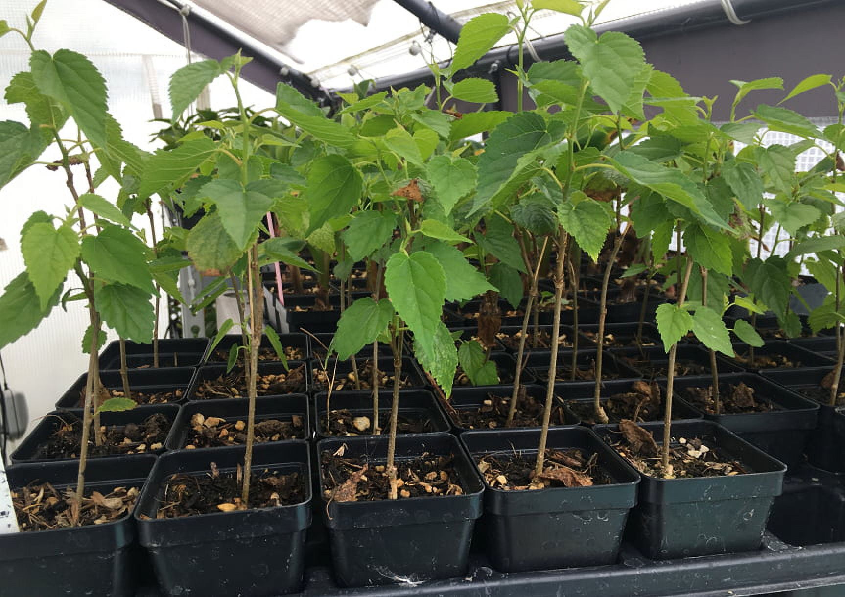 Dwarf Black Mulberry - Everbearing Live Plant Fruit - Morus Nigra