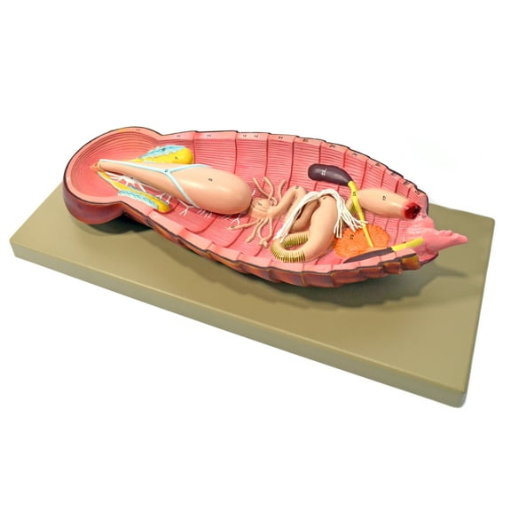 Eisco Labs Model Cockroach Dissection Showing All Internal Parts w/ English Keycard