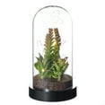 thumbnail image 1 of Sullivans Artificial Succulent in Plastic Globe with Lights 9"H, Green, 1 of 4