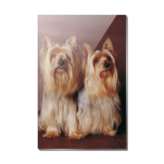 Yorkie Yorkshire Terrier Buddies Rectangle Acrylic Fridge Refrigerator Magnet