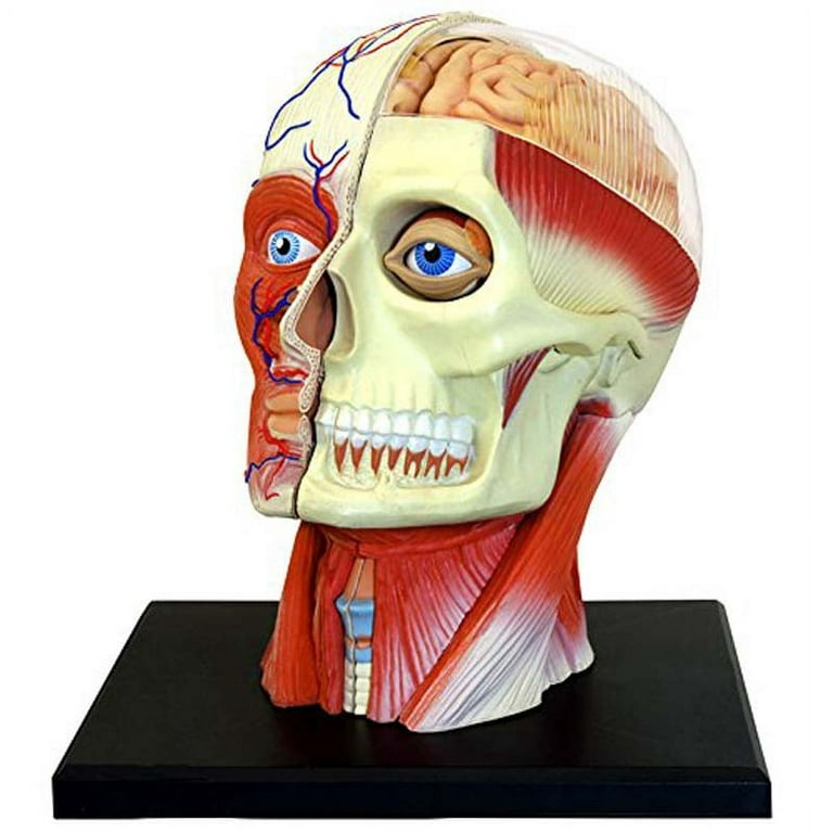 4D Vision Human Head Anatomy Model