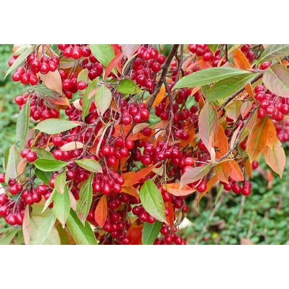 30 Red Chokeberry Seeds for Planting - Aronia arbutifolia - Aronia Berry Tree