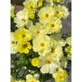 thumbnail image 1 of HJADGG Butterfly Ranunculus Bulbs Buttercup Bare Roots for Planting Canada, Perennial Flower Ranunculus asiaticus, Easy to Grow, Double Ranunculus Bare Roots for Cut Flowers Garden Indoor Outdoor, 1 of 5