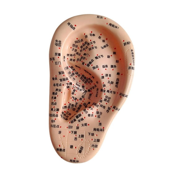 Vaveren Human Ear Acupoint Auricular Acupoint Model with Acupoint Soft PVC Simulation Massage Practice Tool for Learning Massaging Left