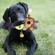 thumbnail image 2 of Juguete Para Perros De Cordero Y Cuerda De Tenis. Juguete Interactivo Para Perros., 2 of 8