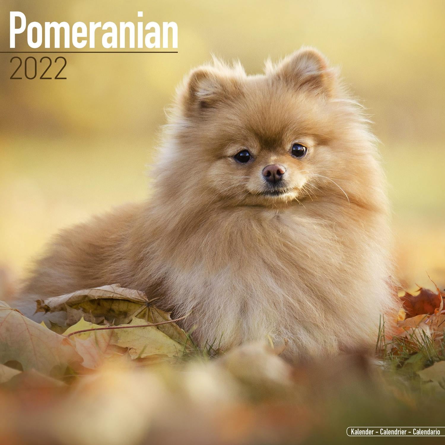Pomeranian Calendar 2022 - Pomeranian Dog Breed Calendar - Pomeranians Premium Wall Calendar 2022 - Walmart.com - Walmart.com