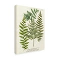 thumbnail image 2 of Trademark Fine Art 'Fern Gathering I' Canvas Art by Weinmann, 2 of 4