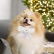 thumbnail image 1 of Bocqde - Corbata navideña para mascotas, color sólido, lazo, collar de flores de terciopelo, collar ajustable, accesorio para mascotas, 2 piezas, regalos de Navidad, liquidación., 1 of 6