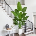 thumbnail image 5 of 6ft Artificial Bird of Paradise Plant, Synthetic Banana Leaf Tree with Textured Wavy White Pot for Home Decor, Perfect Silk Floor Plant, 5 of 9