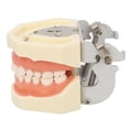 thumbnail image 4 of Modelo de preparación dental, modelo dental de quiste maxilar, modelo de dientes de quiste, modelo educativo de quiste dental, rendimiento inigualable, 4 of 8