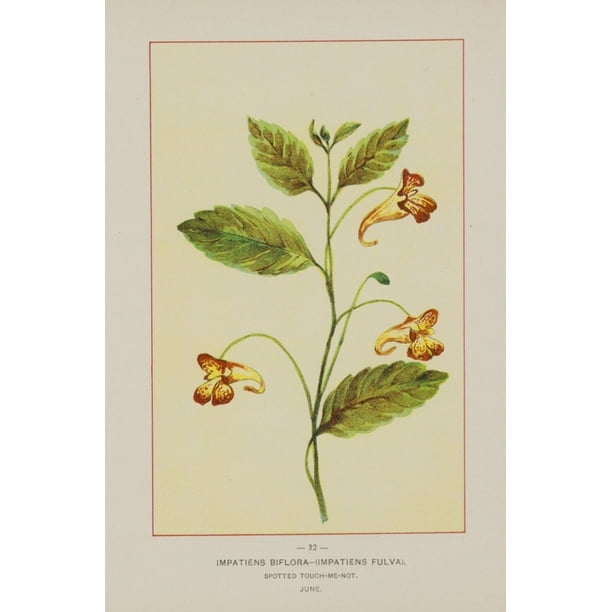 Wild Flowers Of America 14 Spotted Touch Me Not Poster Print By Unknown 18 X 24 Walmart Com Walmart Com Wild Flowers Of America 14 Spotted Touch Me Not Poster Print By Unknown 18 X 24 Walmart Com Walmart Com