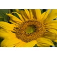 thumbnail image 2 of Peterson, Lee 14x11 White Modern Wood Framed Museum Art Print Titled - Sunflower I, 2 of 4
