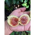 Air Layered Honeylicious Fig Plant One of Our GYOFN Exclusive