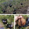 thumbnail image 2 of Maoww 4 Pcs Boules d'Enracinement et de Greffage pour Plantes Dispositif d'Enracinement Réutilisable Contrôleur de Botanique pour Roses Arbres Buissons de Fruits No.3, 2 of 6