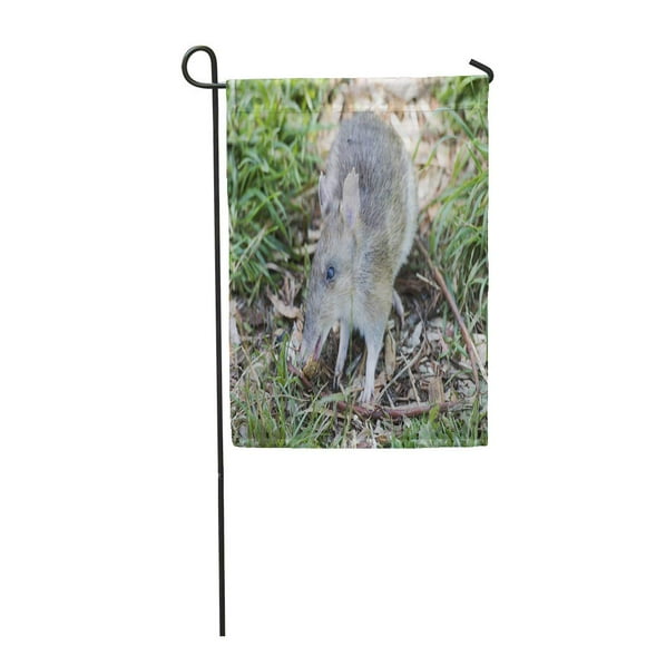 POGLIP Eastern Barred Bandicoot in Tasmania Australia Wildlife Garden Flag Decorative Flag House Banner 12x18 inch