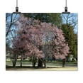 thumbnail image 2 of Print: First Signs Of Spring In Capitol Park In Tuscaloosa, Alabama, 2010, 2 of 4