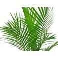 Costa Farms Plants with Benefits Live Plant Green Majesty Palm Plant in