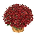 thumbnail image 3 of (2 pack) Better Homes & Gardens 2.5G Red Mum Live Plant in Bushel Basket, 3 of 8