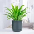 thumbnail image 4 of Hot Sale! Fdelink Plant Pots Set of for Indoor Plants with Holes and Removable Base Saucer Modern Decorative for Outdoor Garden, 2X Flower Pothorticultural Water Basin, 4 of 5