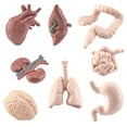 thumbnail image 1 of Human Organ Model Set Educational Science Toy For Kids 8 Piece Anatomy Learning Kit Brain Heart Liver Stomach Intestine, 1 of 9