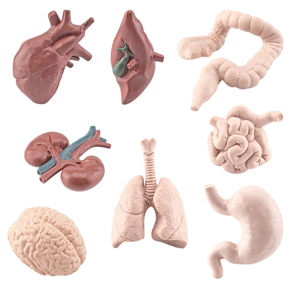 Dvkptbk 8Pc Children's Science Education Human Organ Brain Heart Liver Stomach Large Intestine Small Intestine Educational Ornaments Human Model