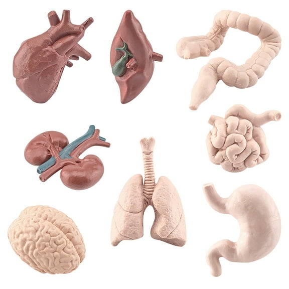 Human Organ Model Set Educational Science Toy For Kids 8 Piece Anatomy Learning Kit Brain Heart Liver Stomach Intestine