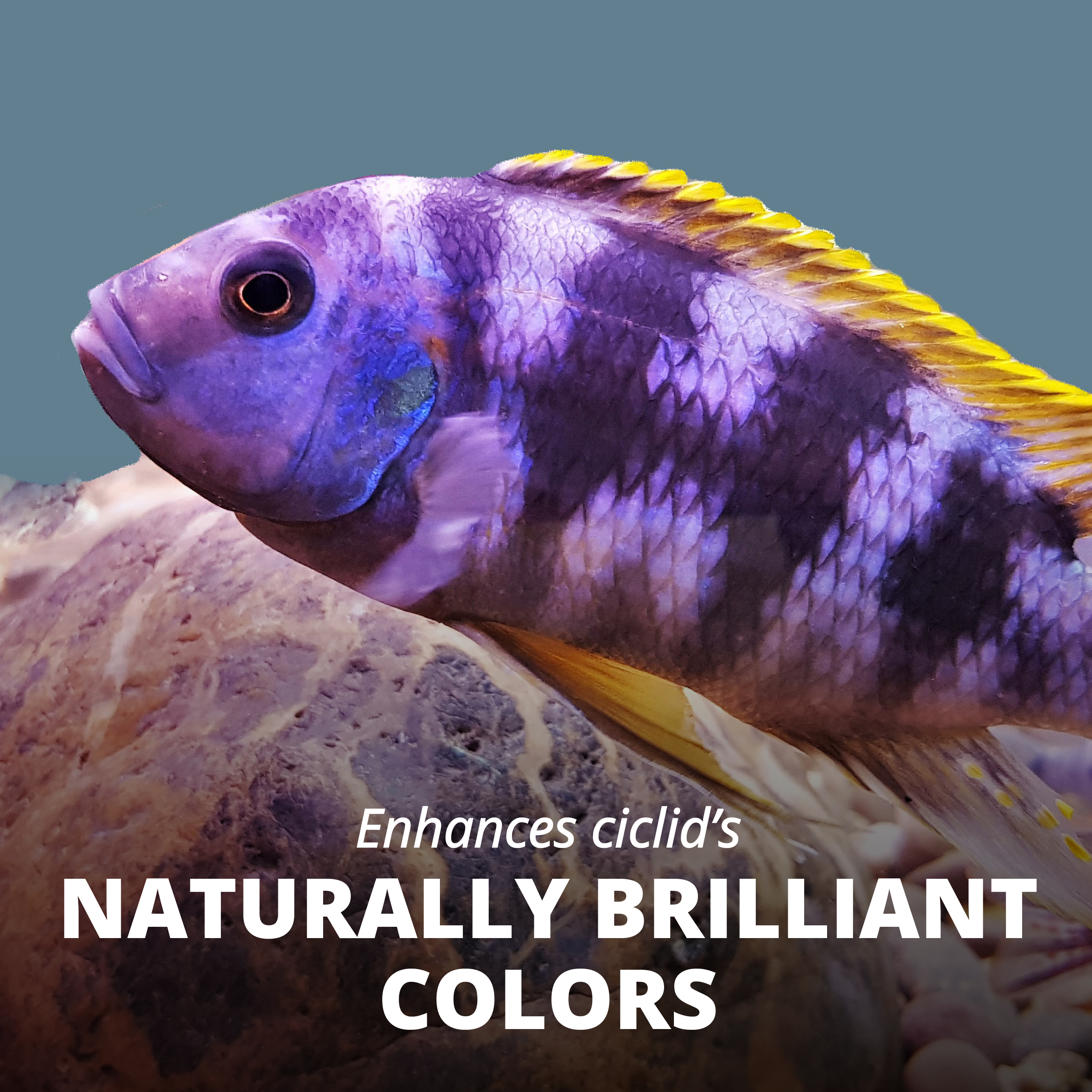 Tetra TetraCichlid Floating Pellets Fish Food photo 8
