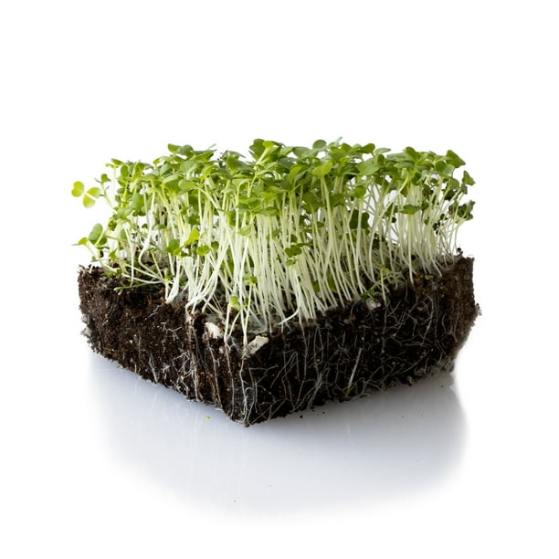 Turnip Seeds Namenia 4 g Packet 1600 Seeds Brassica rapa Non