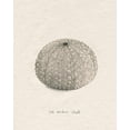 thumbnail image 2 of Popp, Grace 15x18 White Modern Wood Framed Museum Art Print Titled - Shore Treasure Study I, 2 of 4