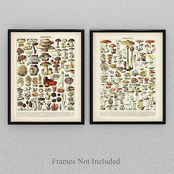 Vintage French Mushrooms - Set of Two - 11x14 Unframed Art Print - Perfect Vintage Home Kitchen Decor/Farm Decor
