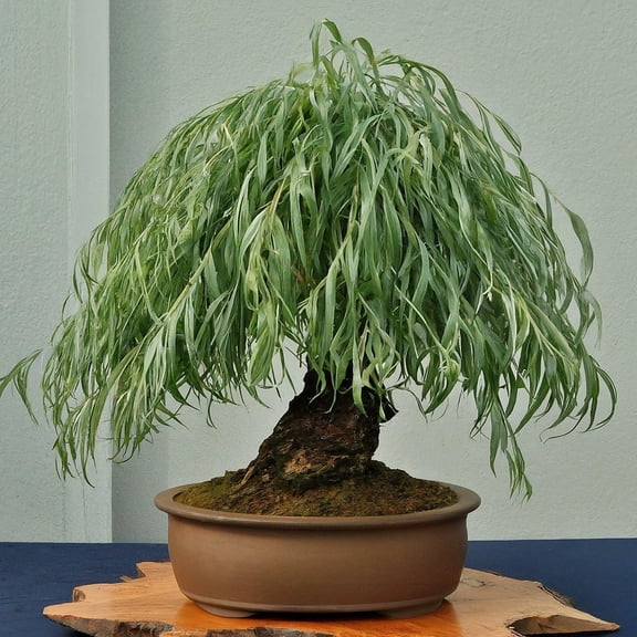 Long Leaf Weeping Willow Bonsai Tree Cutting to Grow - Cuttings are Thin Like a Pencil