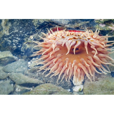 Open Clip Art Christmas USA, Alaska. A Christmas or Painted Anemone open in shallow water as the tide comes in. Print Wall Art By Margaret Gaines ()