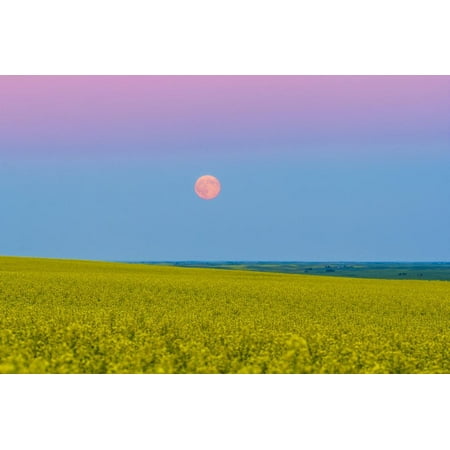The Supermoon Rising Above a Canola Field in Southern Alberta, Canada Print Wall Art By Stocktrek