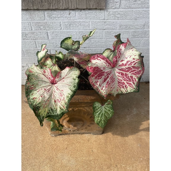 Blue Buddha Farm: Peppermint Caladium (2 Bulbs) - Easy to Grow Indoor or Outdoor Perennial Plant