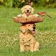 thumbnail image 2 of Fashionable And Cute Resin Water Basin, Resin Outdoor Bird Feeder Birdbath, Garden Courtyard Outdoor Decoration B, 2 of 5